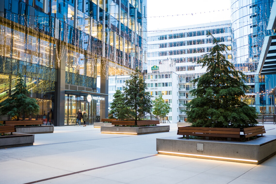 Hemlock trees in planters