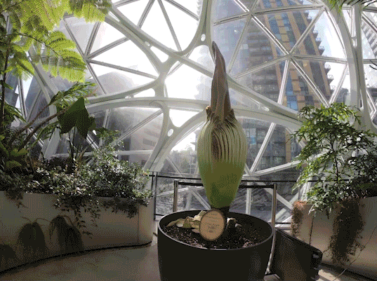 Time lapse of corpse flower