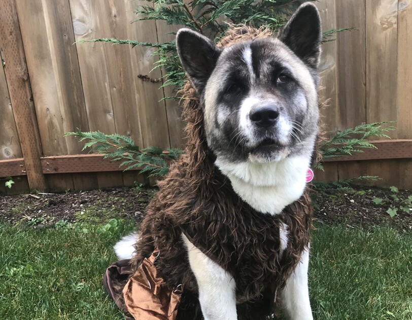 Dog dressed in a furry hooded costume with an attached side-purse.