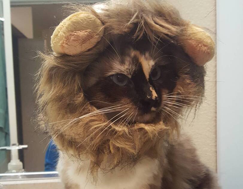 Halloween 2018 boxtumes and pets