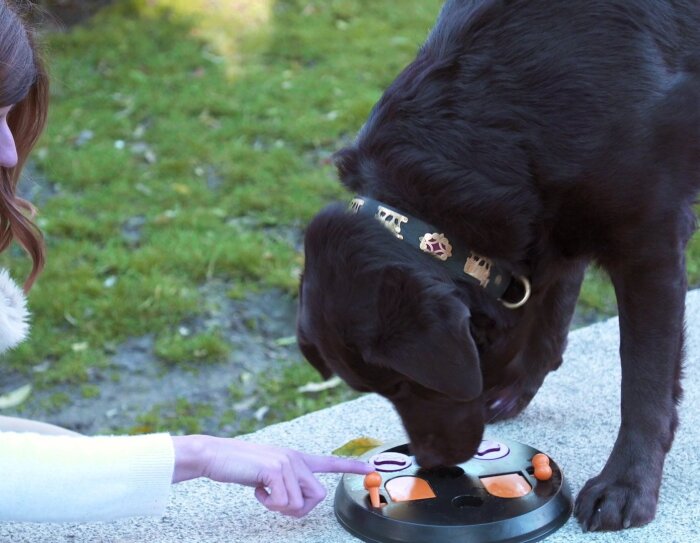 Marian Oliveira es portuguesa y trabaja en las oficinas corporativas de Amazon en Madrid. En la foto está enseñando a su perro, un labrador de color negro, cómo conseguir caramelos dentro de un juego de plástico que se encuentra en el suelo de un parque.