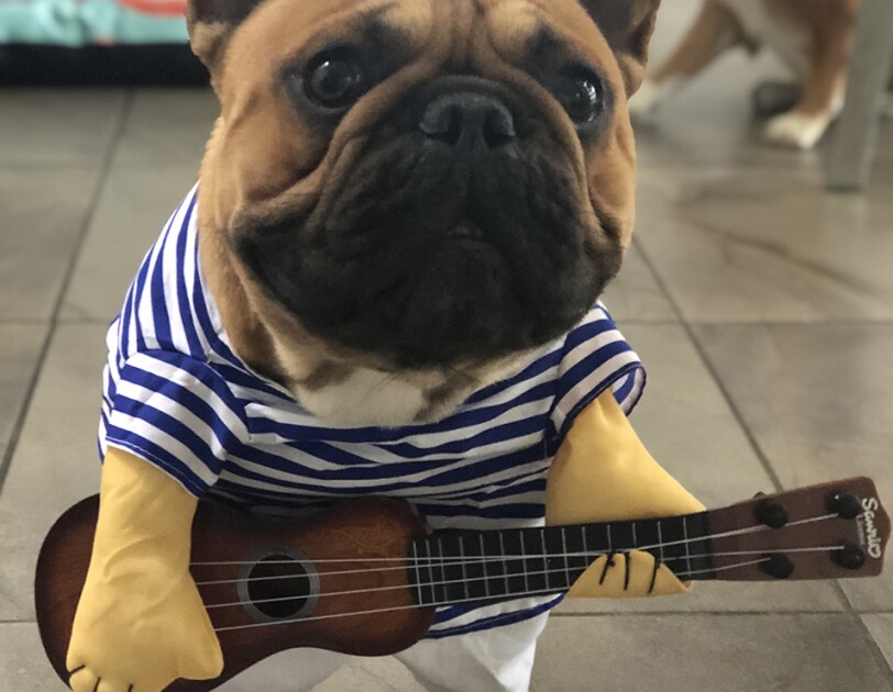 Dog wearing costume comprised of navy and white striped shirt, white pants, and a guitar, which is "played" with fake arms that are part of the costume.