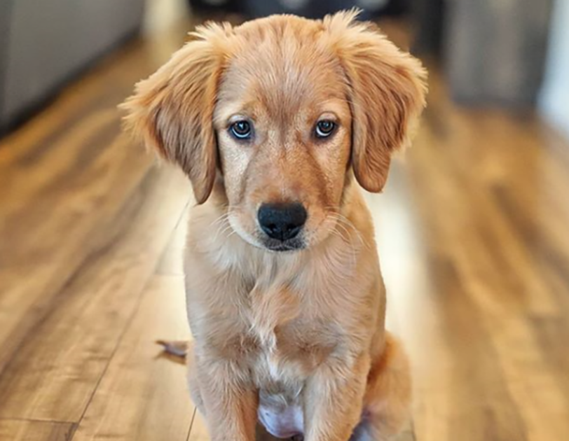 A golden retriever puppy sits on hardwood floor, looking into the distance.