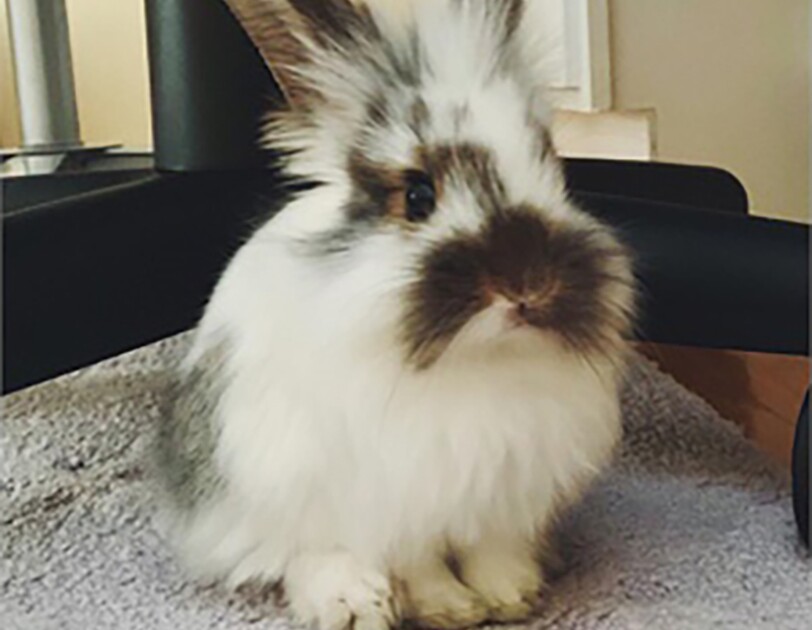 A Long-haired rabbit with white and brown fur sits on a rug inside a home.
