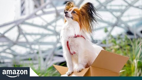 Meet some of the cutest dogs at Amazon