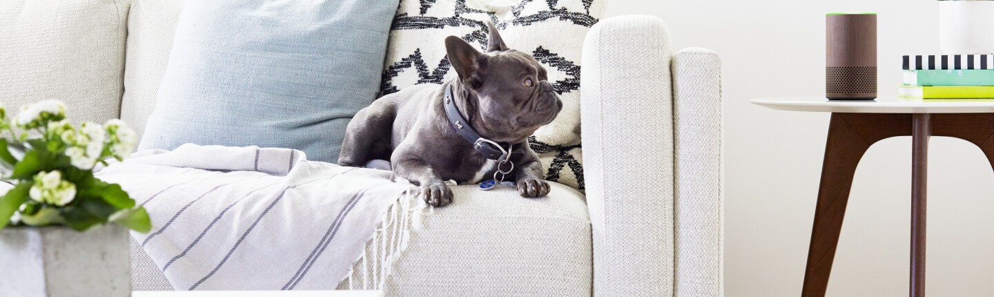 Walnut Echo_forschung-entwicklung_Frenchie_.jpg