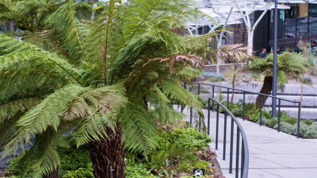 A hardy fern tree shows its green leaves