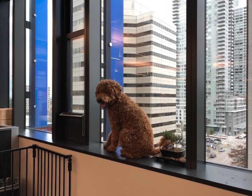 Un caniche brun se trouve dans une fenêtre de bureau, donnant sur les gratte-ciel et une rue de Seattle. Le chien regarde le photographe.