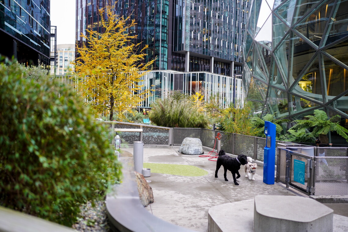 Dog Park at Amazon Day 1