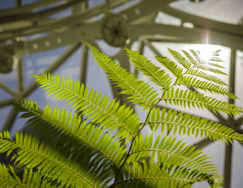 Sustainability image - fern at Amazon Spheres