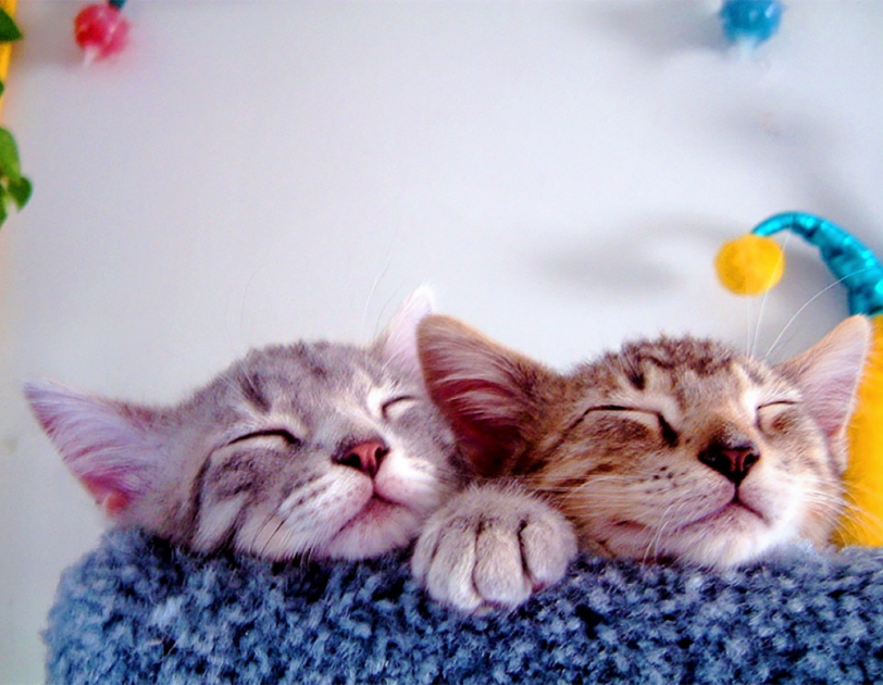 Two kittens snuggle together, eyes closed, as they rest on a carpeted cat structure.