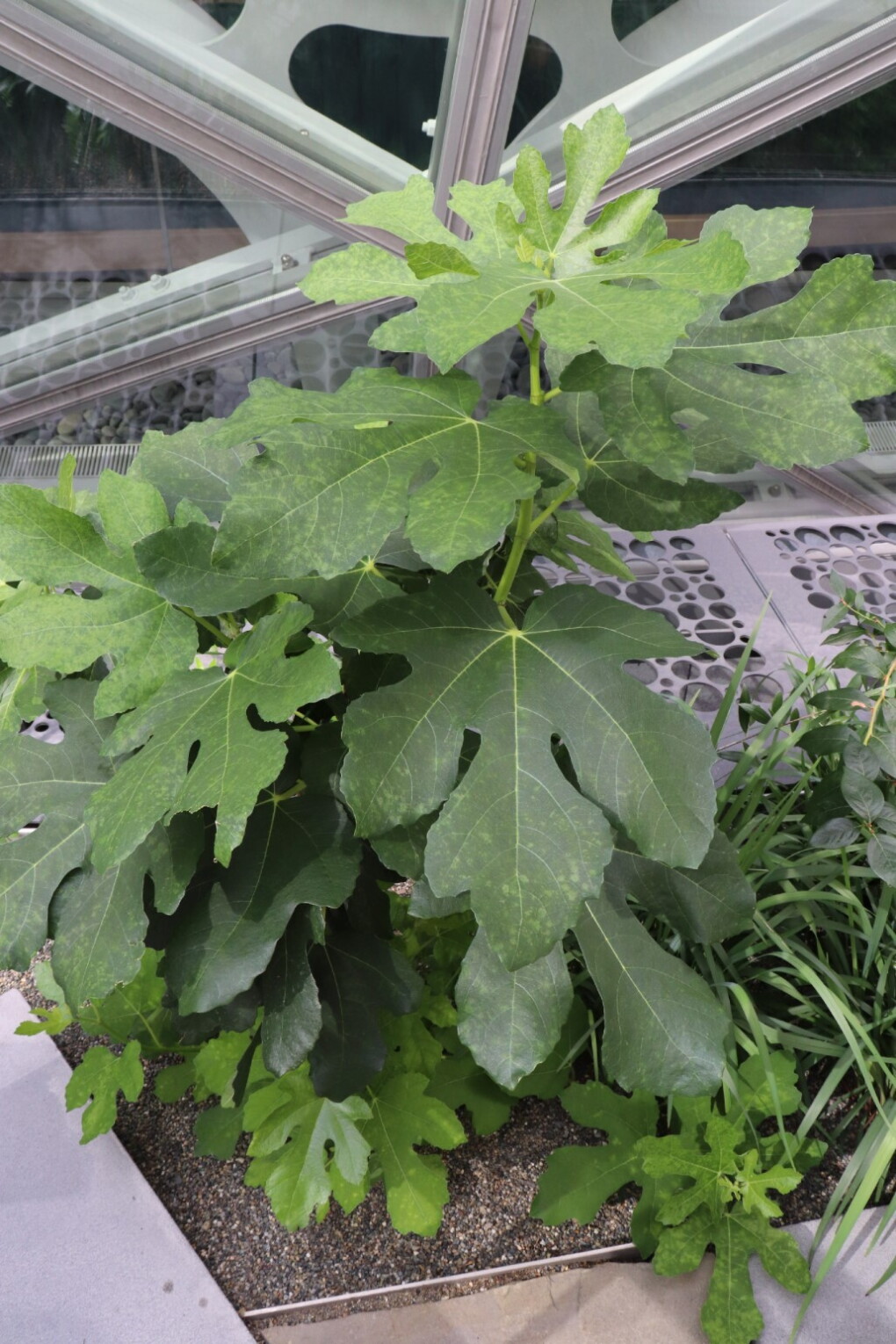 Ficus carica at the Alfresco Garden