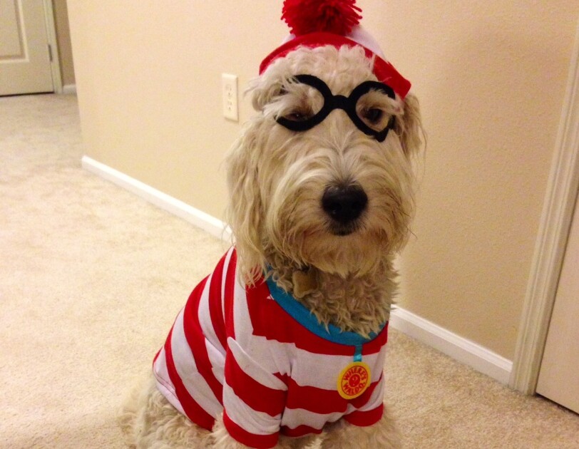 Dog wearing a Where's Waldo costume
