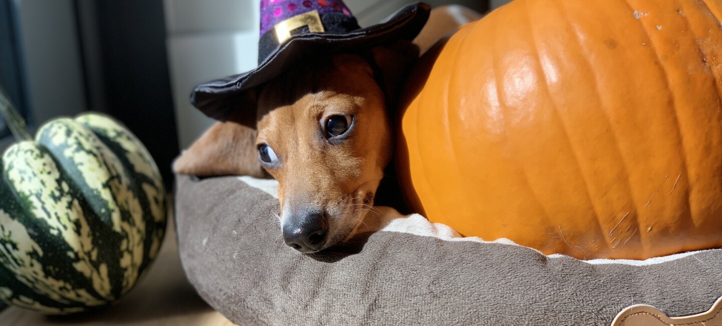 Have the Ultimate Halloween at Home This Year with Prime and DIY Boxtumes