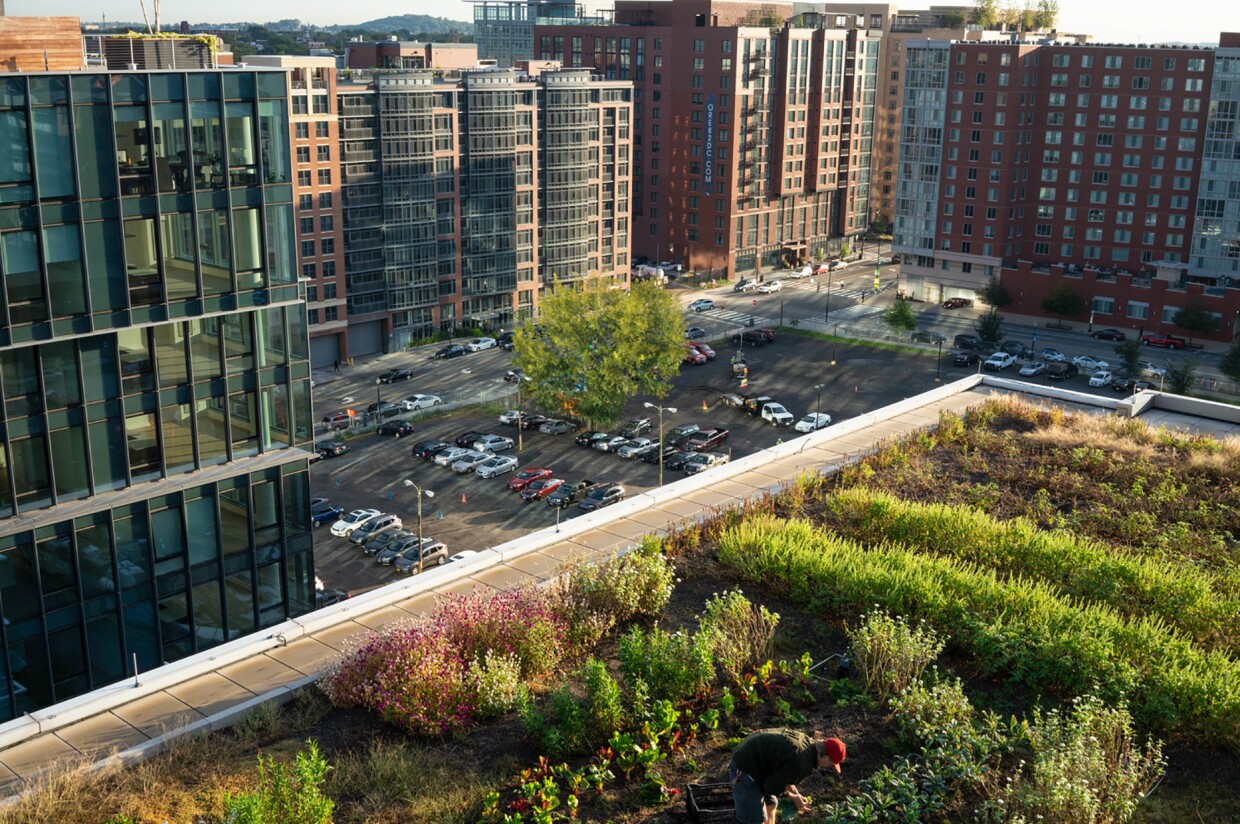Rooftop garden in an urban setting.