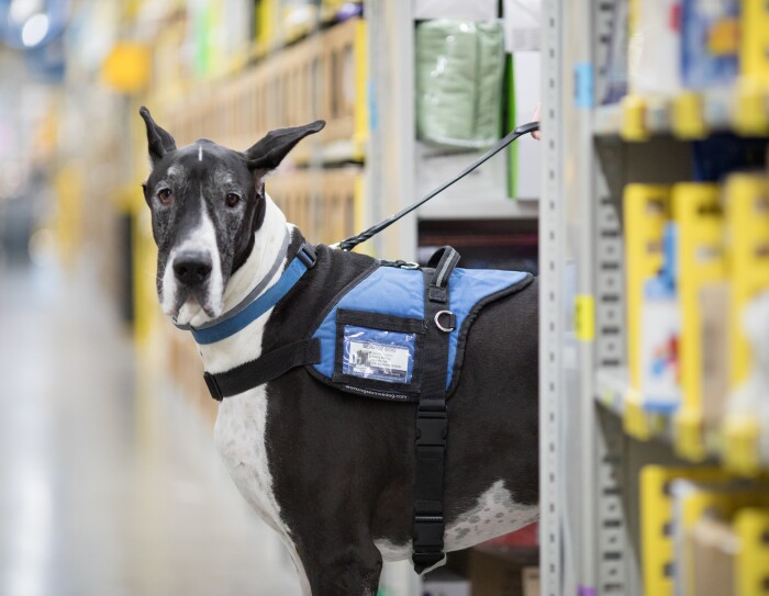 Riley, service dog at Chattanooga FC