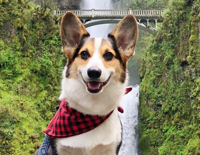 A Pembroke Welsh Corgi wears a buffalo check neck tie and poses in front of a huge waterfall surrounded by greenery.
