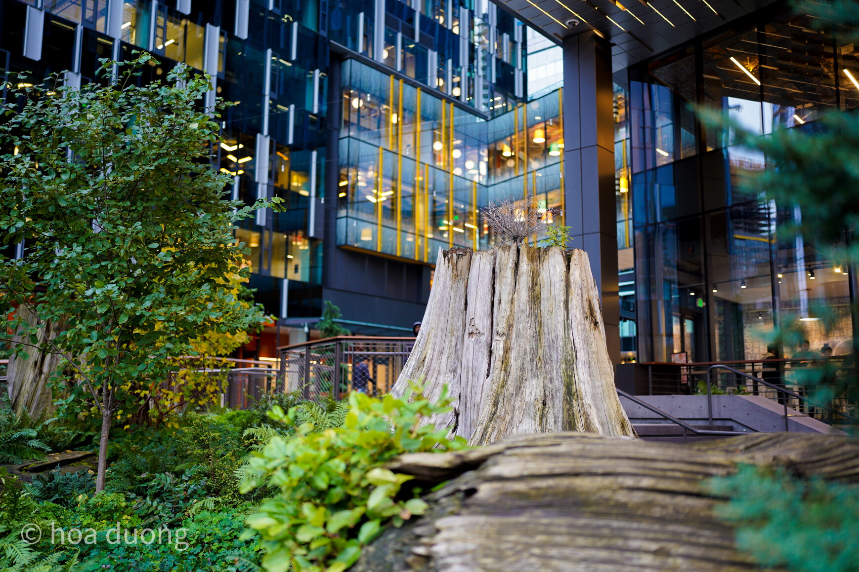 Cedar with a small Tsuga species growing on top