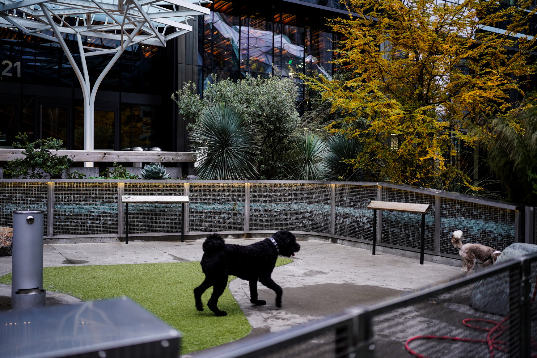 Dog park
