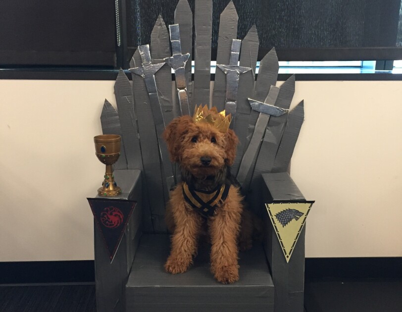 A dog, dressed as a prince, sits upon a (Game of Thrones) throne made of Amazon boxes.