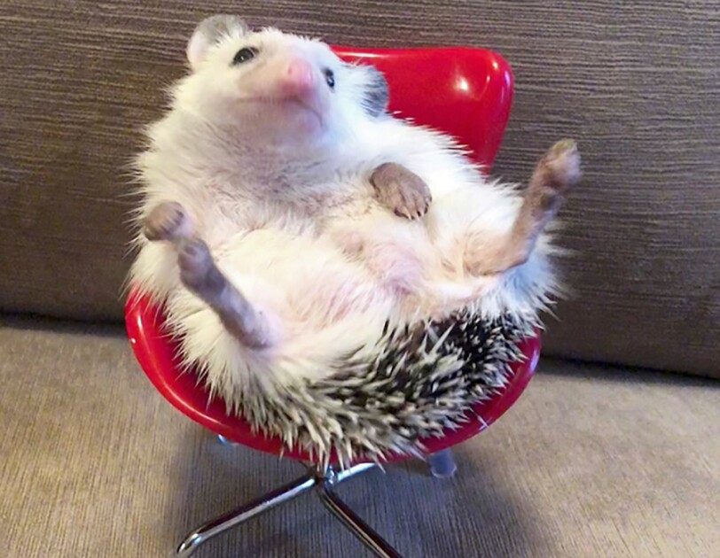 A hedgehog sits in a tiny red office chair.