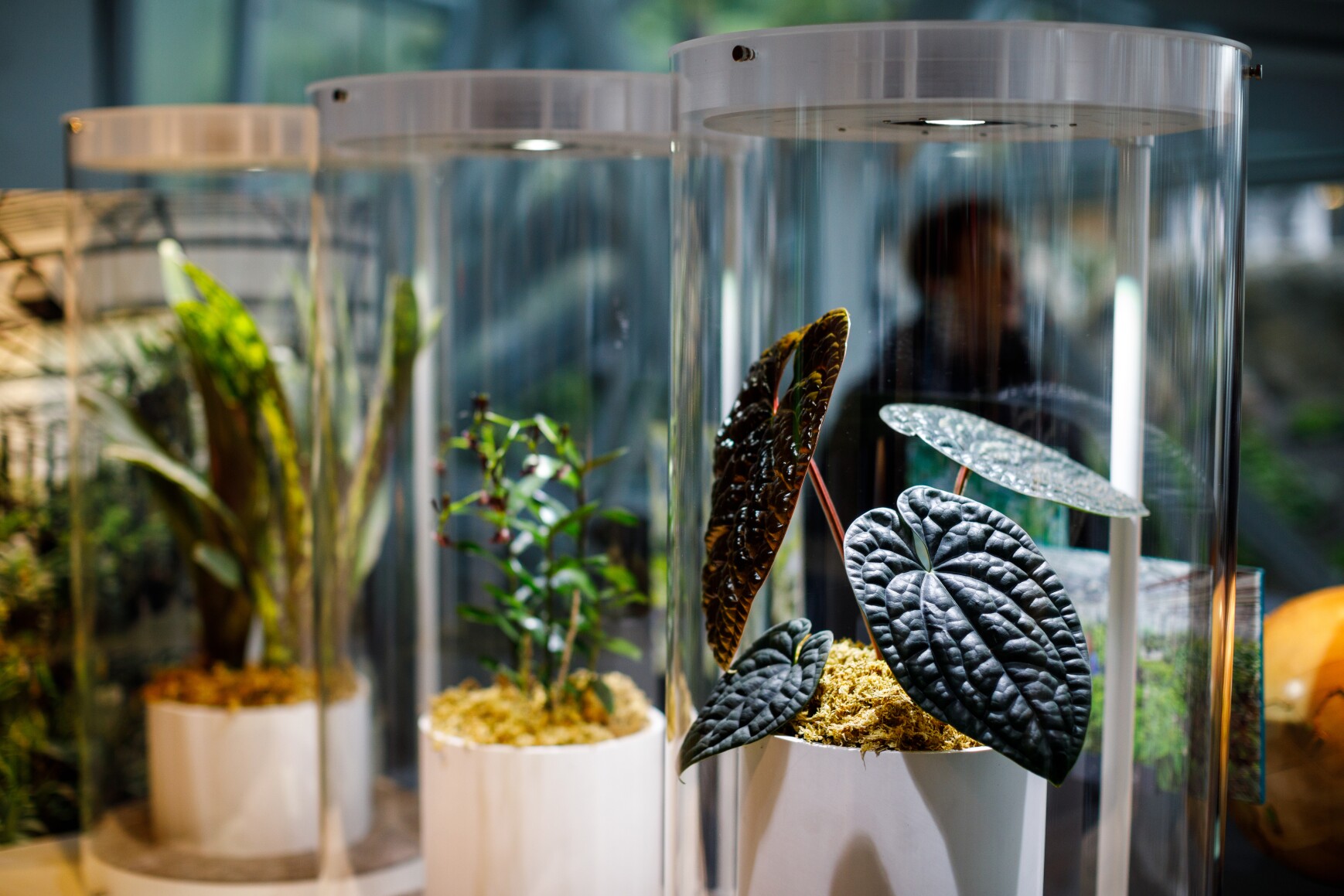 The Understory - The Spheres