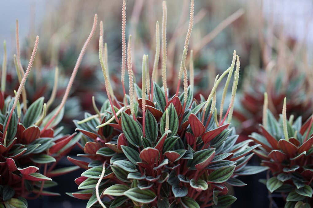 greenhouse_march02_2017_23.jpg