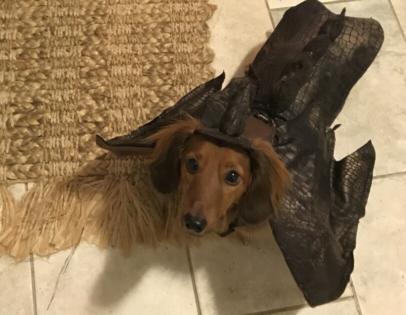 Dog dressed in a bat costume