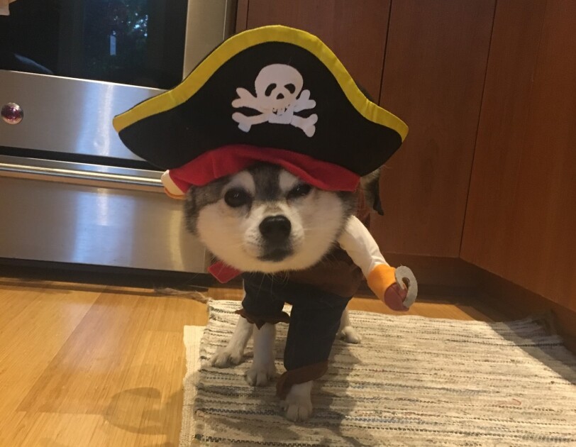 Dog dressed in a pirate costume