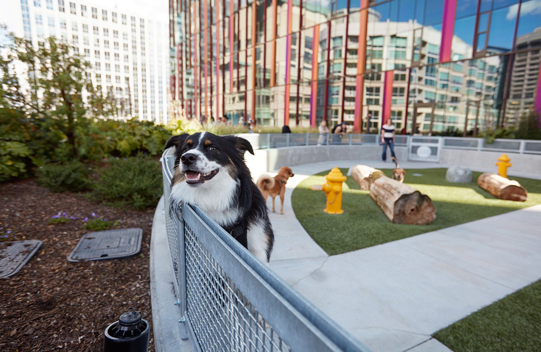 Dog Picture.jpg