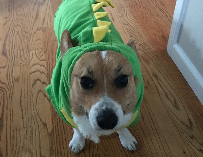 Dog wearing a dragon costume