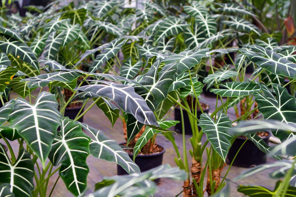 greenhouse_march02_2017_33.jpg