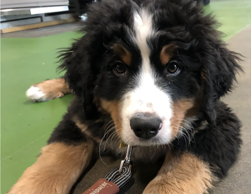 A Bernese Mountain dog puppy sits on the ground, looking up at the camera.