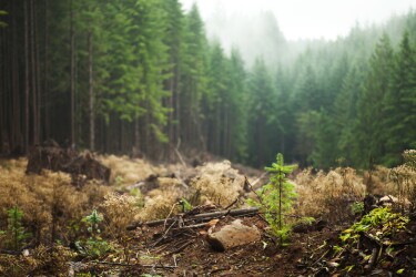 Coniferous trees in the background with a small new tree growing in the foreground.