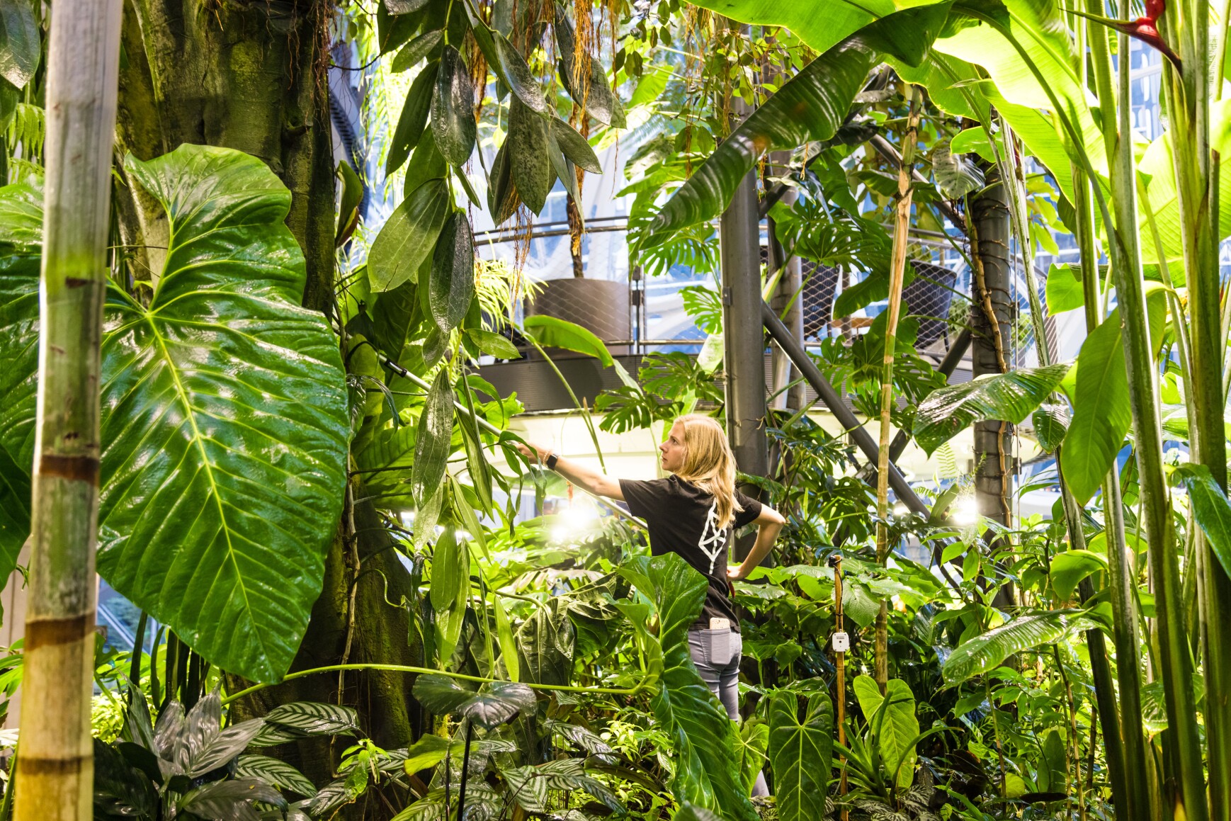 Horticulturist at The Spheres