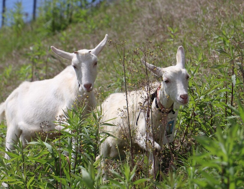 多治見fcでヤギによる エコ除草 をスタート