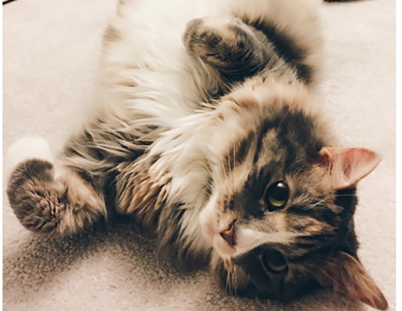 A domestic long hair cat lies on her back, looking directly into the camera, as she rolls on the floor.