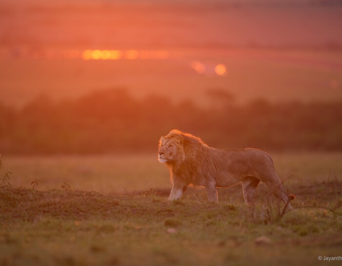 Play of light 4