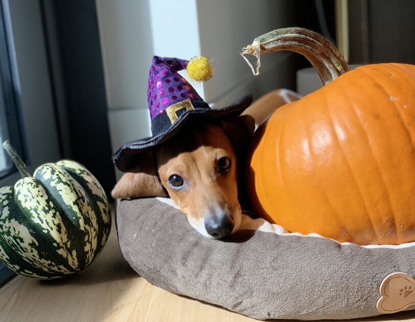 A dog dressed as a witch sits in a dog bed next to two pumpkins.