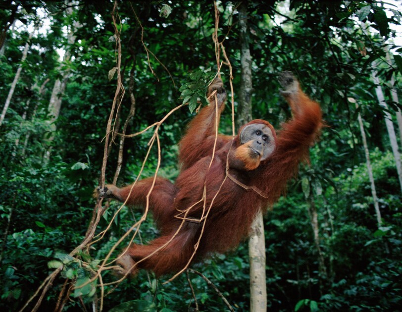 Sumatran Orang utan swings from llanas in Indonesia.