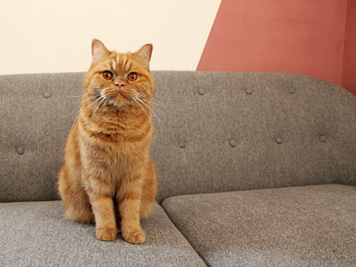 Eine Katze mit rotem Fell sitzt auf dem Sofa und schaut ins Bild