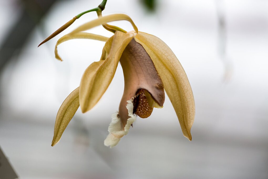 greenhouse_march02_2017_16.jpg