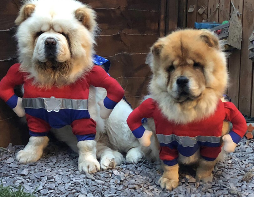 Two dogs wearing superhero costumes.