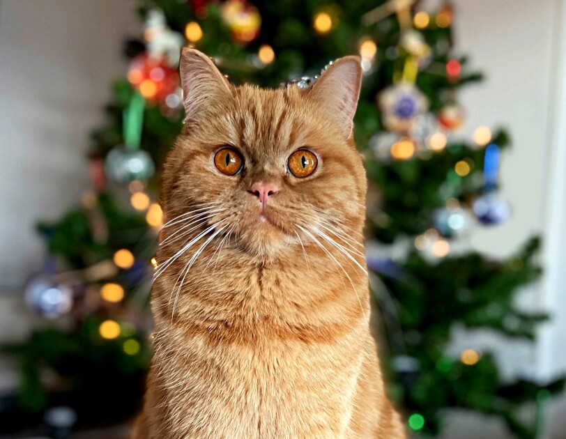 Eine Katze sitzt vor einem leuchtenden Weihnachtsbaum