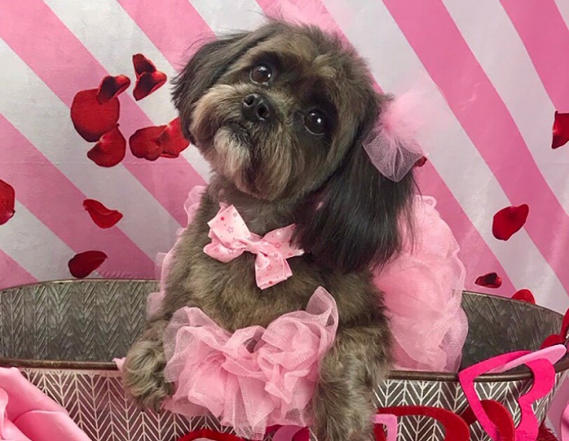 A brown and black Shih Tzu sits in a galvanized bucket, wearing a tutu and bow at her neck, and tulle pom poms on her ears. In front of the bucket, a pillow that says "You make my tail wag" is positioned.
