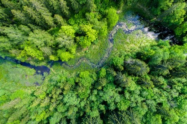 An overhead shot of a wooded area, with a stream running through it.