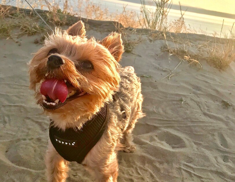 A Yorkshire Terrier stands on the beach, looking up at his owner, while the sun sets behind him.
