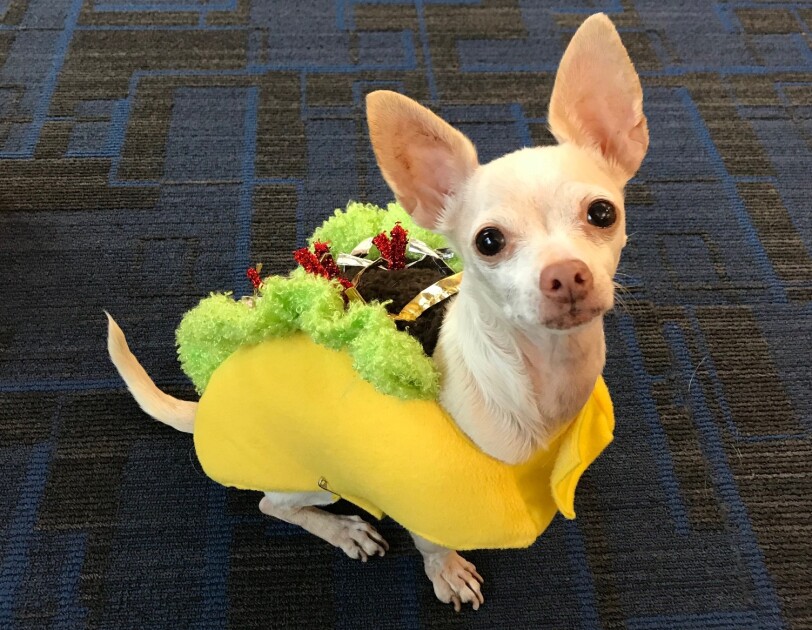 Small Chihuahua dog wearing a taco costume