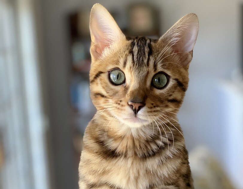 A Bengal kitten stares into the camera, while sitting inside a carpeted cat structure.
