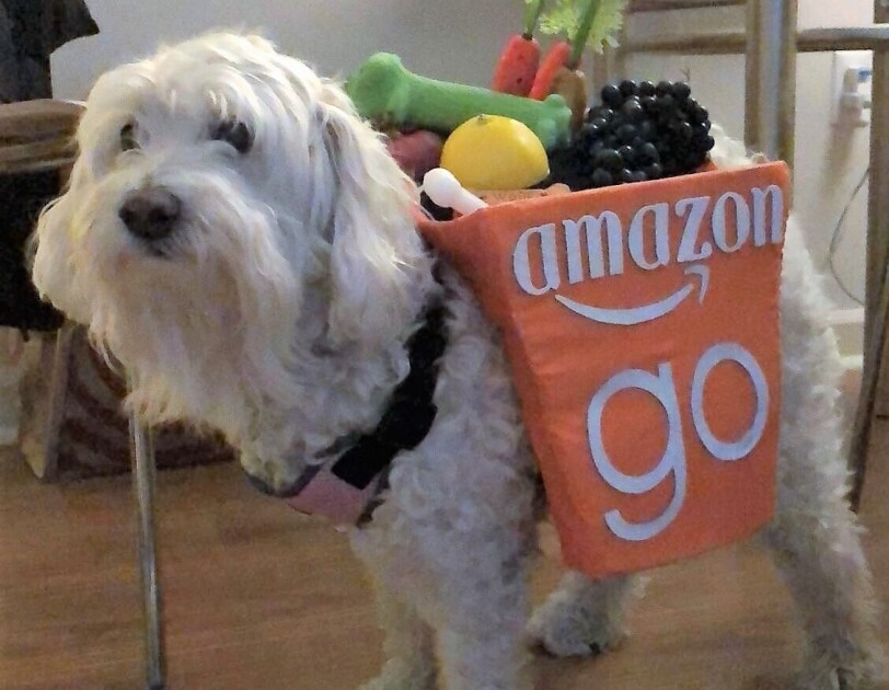 Dog wearing an Amazon Go shopping bag costume. Costume has fake lemon, carrots, and other groceries sticking out of the top.